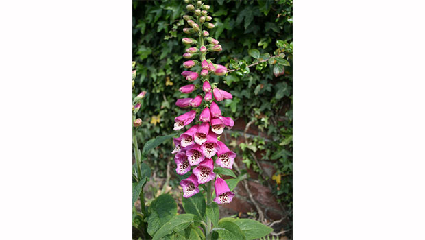 foxglove