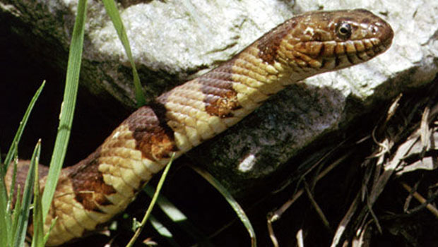 Common-Water-Snake