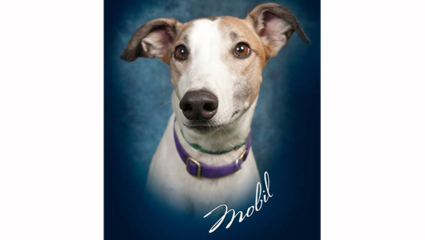 Freedom-Greyhound