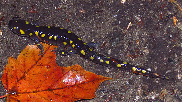 Spotted_Salamander