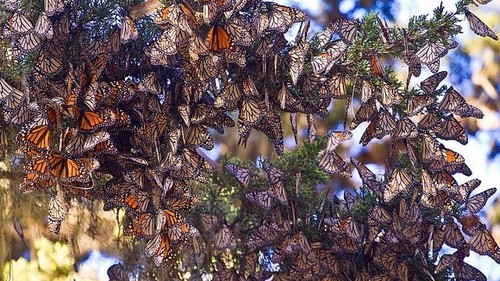colony of monarchs