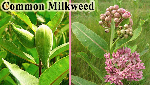 common-milkweed