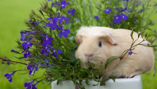 guinea pig in a pot