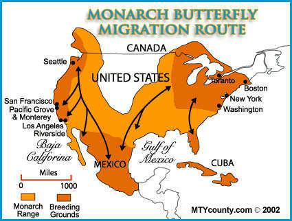migration of the monarch