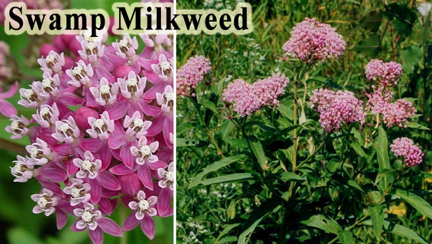 swamp-milkweed