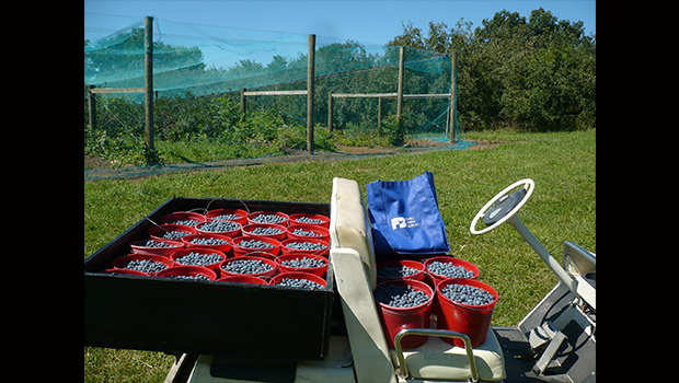 blueberries-cart-load