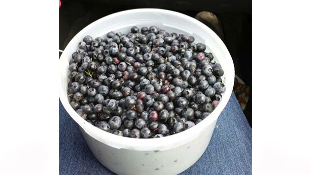 blueberry-bucket