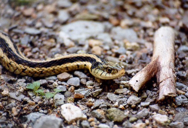 eastern garter snake