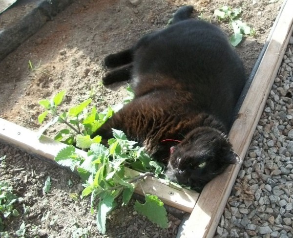 nipped-out1-4-13-14a