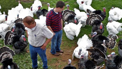 Choosing-the-best-Turkey-for-Thanksgiving