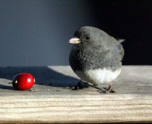 portage-park-upcoming-events